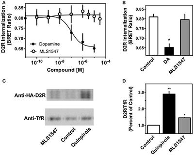 Structure-Activity Investigation of a G Protein-Biased Agonist Reveals Molecular Determinants for Biased Signaling of the D2 Dopamine Receptor